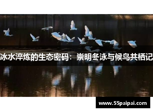 冰水淬炼的生态密码：崇明冬泳与候鸟共栖记